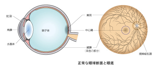 倦怠感は勃起不全に影響を及ぼしますか？